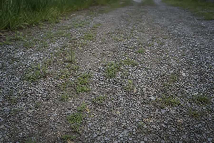 Weeds sprouting through a thin gravel driveway with bare soil showing